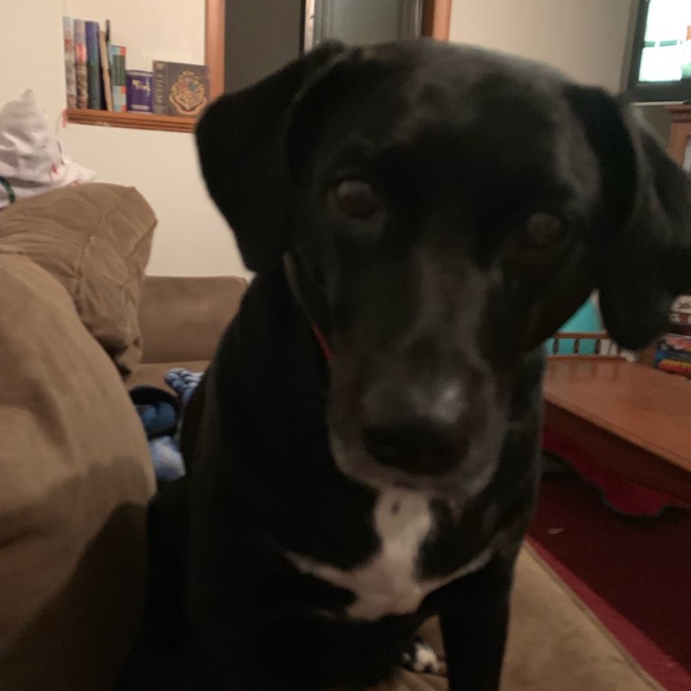 Meet your Posher, Alexa